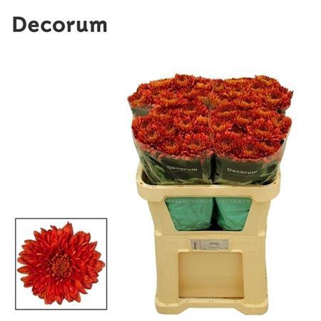 <h4>Chr G Toscana</h4>