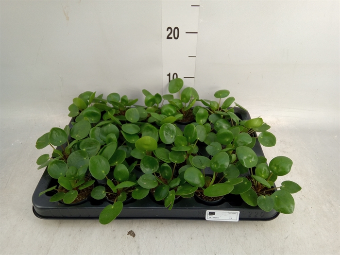 <h4>Pilea peperomoides</h4>