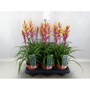 Guzmania  'Misty'