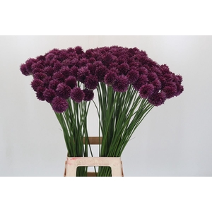 Allium sphaerocephalon