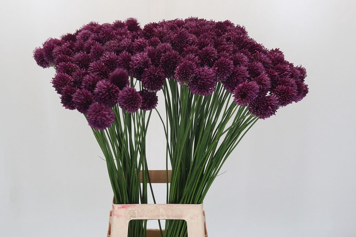 <h4>Allium sphaerocephalon</h4>