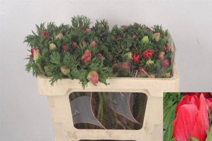 <h4>Anemone Galil Red</h4>