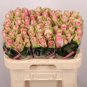 Rosa large belle rose