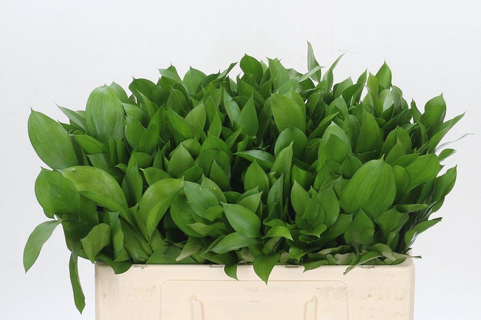 <h4>Ruscus Hypophyllum</h4>