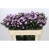 Aster Astee Pink Pearl