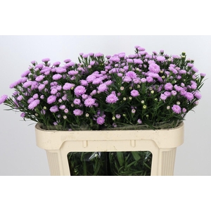 Aster Astee Pink Pearl