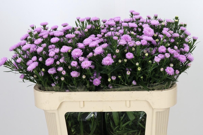 <h4>Aster Astee Pink Pearl</h4>