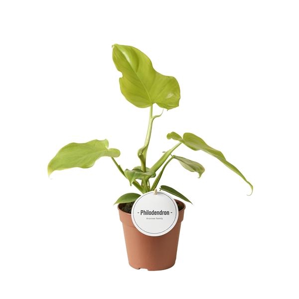 <h4>Philodendron overig</h4>