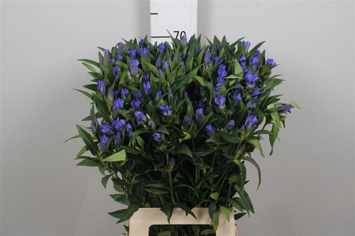 <h4>Genti Kagayaki</h4>