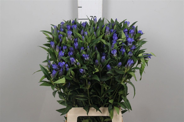 <h4>Genti Kagayaki</h4>