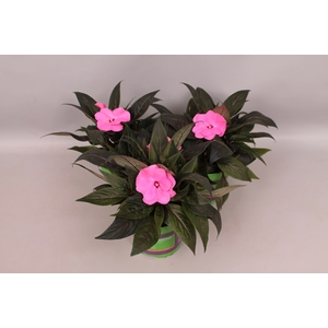 Impatiens N.G. ClockWork Salmon