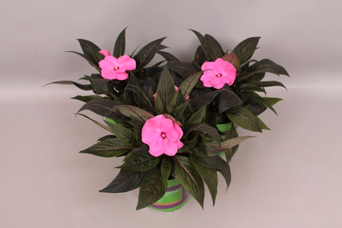 <h4>Impatiens N.G. ClockWork Salmon</h4>