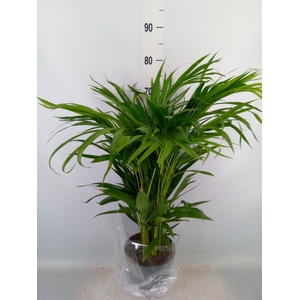Dypsis lutescens   ...Chrysalidoca