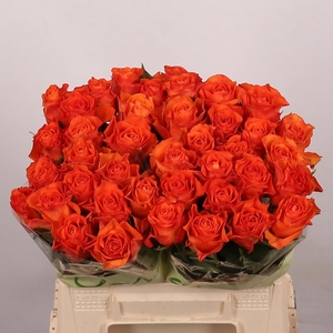 R GR ORANGE WAVE