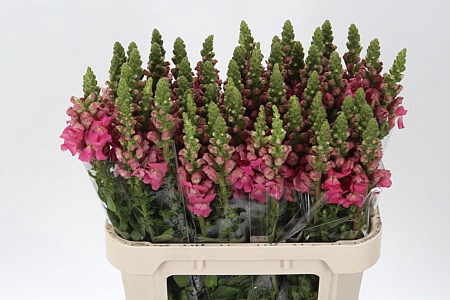 <h4>Antir Poto Cher Rose</h4>