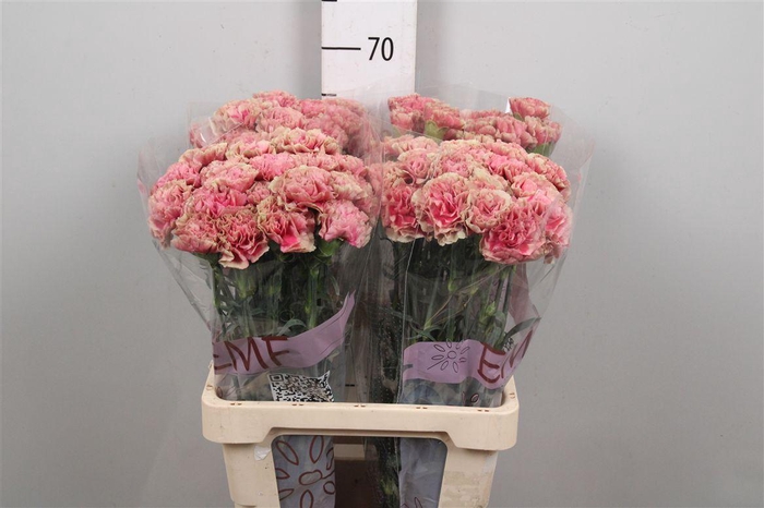 <h4>Di St Ipanema</h4>