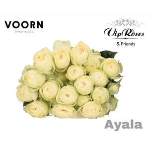 R TR AYALA!