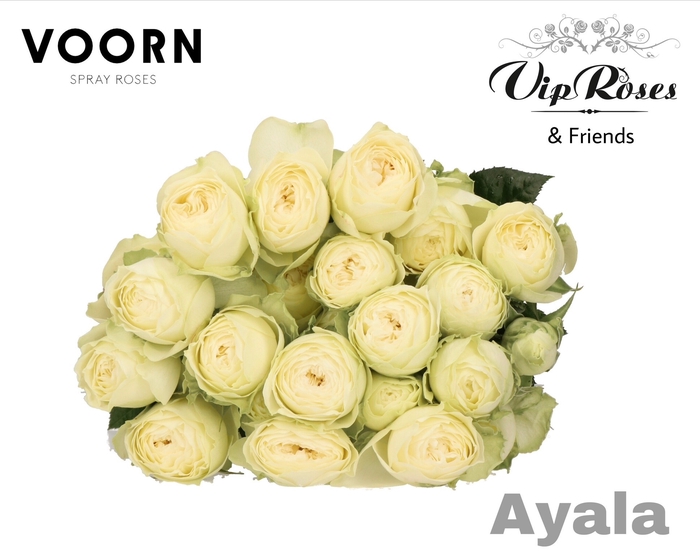 <h4>R TR AYALA!</h4>