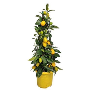 Citrus Limequat Pyramid
