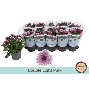 Chrysant Double Light Pink