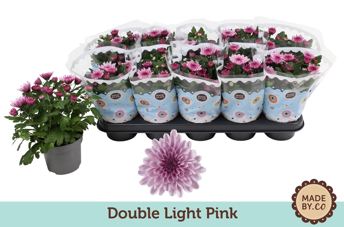 <h4>Chrysant Double Light Pink</h4>