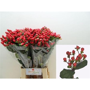 Hyp Go Top Red X25 70cm