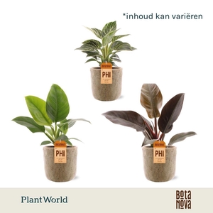 Philodendron Mix in Bryan keramiek