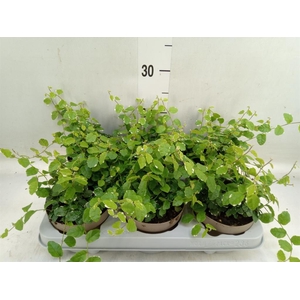 Ficus pumila 'White Sunny'