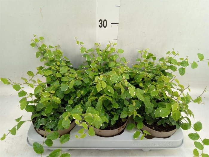 <h4>Ficus pumila 'White Sunny'</h4>