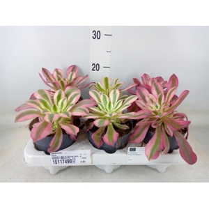 Aeonium   ...