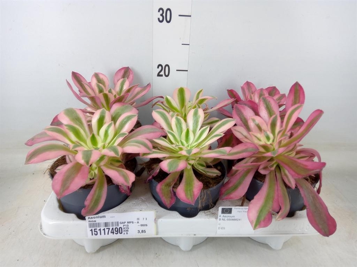 <h4>Aeonium   ...</h4>