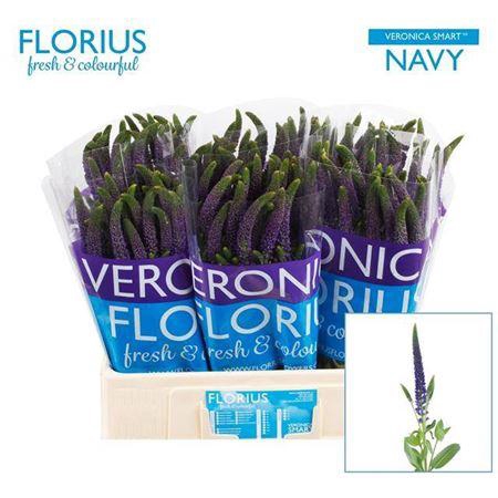 <h4>Veron Smart Navy</h4>