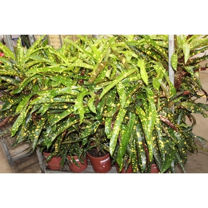 CROTON ELEANOR ROOSEVELT P24