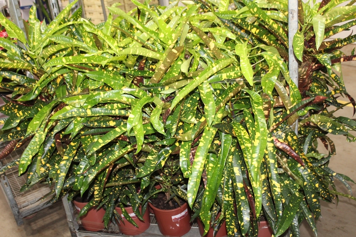 CROTON ELEANOR ROOSEVELT P24