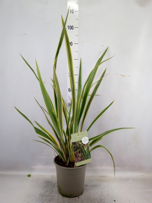 <h4>Phormium tenax</h4>