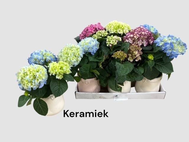 <h4>ARR HYDRANGEA</h4>