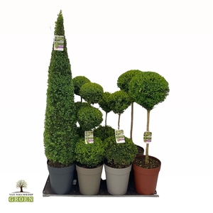 Buxus semp. Mix shelf: 8x Various shapes, pot 32, 2xTrio-2xDuo-2xStem-2xPyr