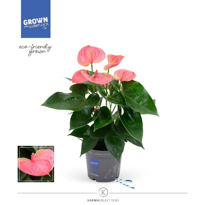 Anthurium Andreanum rose Karma Pink