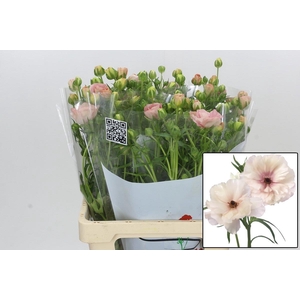 RAN BUTTERFL ARIADNE