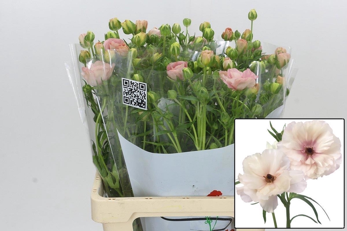 <h4>RAN BUTTERFL ARIADNE</h4>