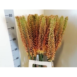 EREMURUS SH COR BEAU