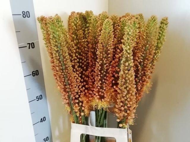 <h4>EREMURUS SH COR BEAU</h4>