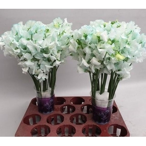 Lathyrus paint iceblue magic