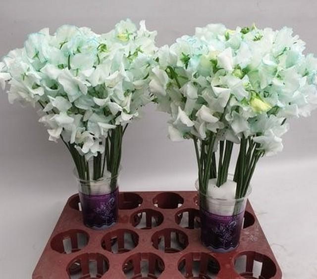 <h4>Lathyrus paint iceblue magic</h4>