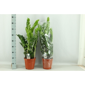 ZAMIO ZAMIIFOLIA