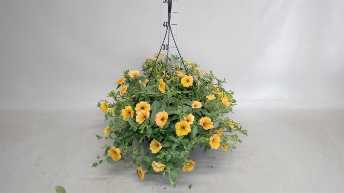 <h4>Petunia ...</h4>