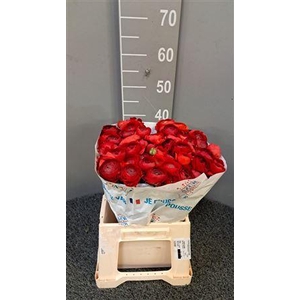 Ran Suc Ex Valentino