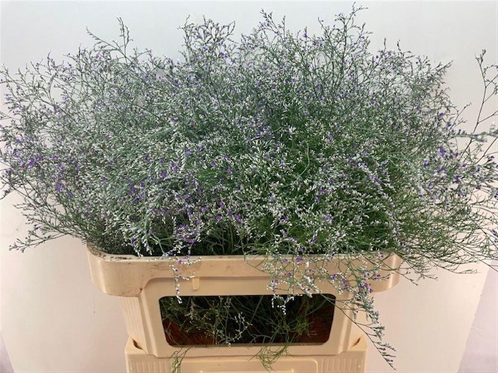 <h4>LIMONIUM BELTLAARD LIM BELTLAARD,40</h4>