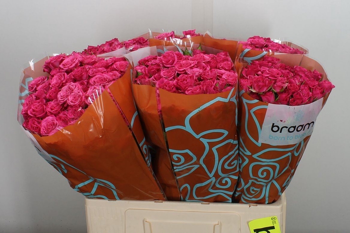 <h4>Rosa TR 'Lianne'</h4>