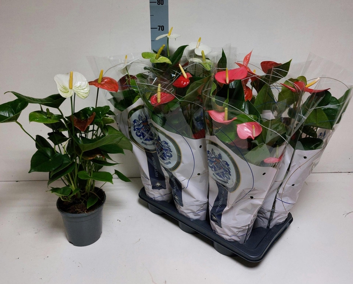 <h4>ANTHU AN GEM</h4>